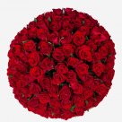 101 красная роза в коробке "Роман"