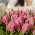 Букет из 51 розового тюльпана "Pink"