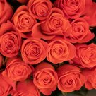 Букет из 51 оранжевой розы 70 см