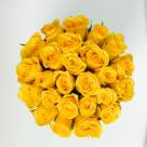 25 желтых роз в белой коробке "Sun"