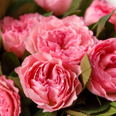 Букет из пионовидных роз "Mayra's Rose"
