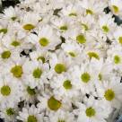 Букет из 51 белой хризантемы "Цветочное поле"