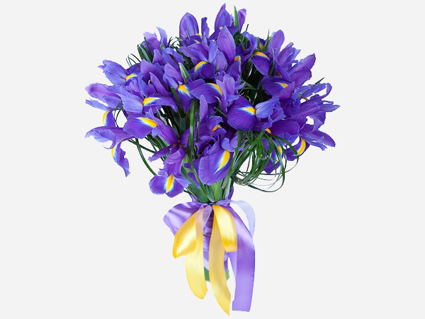 Букет из ирисов (15 шт.) Букет из ирисов (15 шт.)