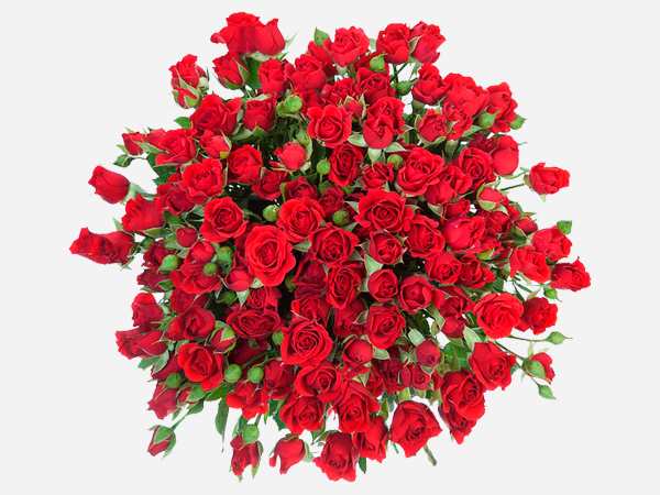 Букет из кустовых роз "My love" Букет из кустовых роз "My love"