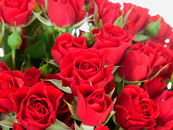 Букет из кустовых роз "My love" Букет из кустовых роз "My love"