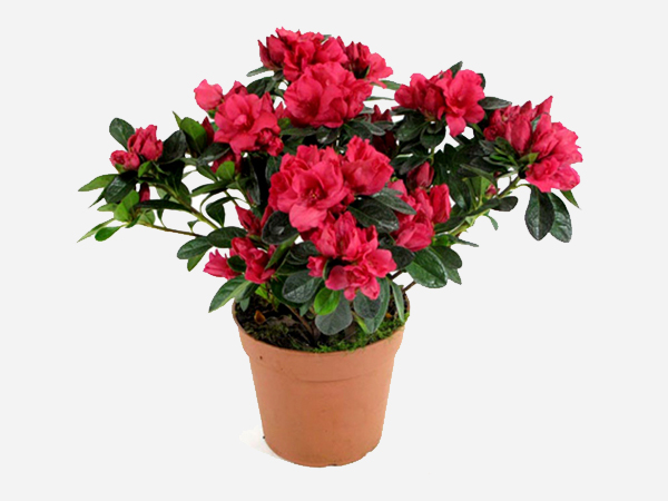 Рододендрон (Азалия) Рододендрон (Азалия)