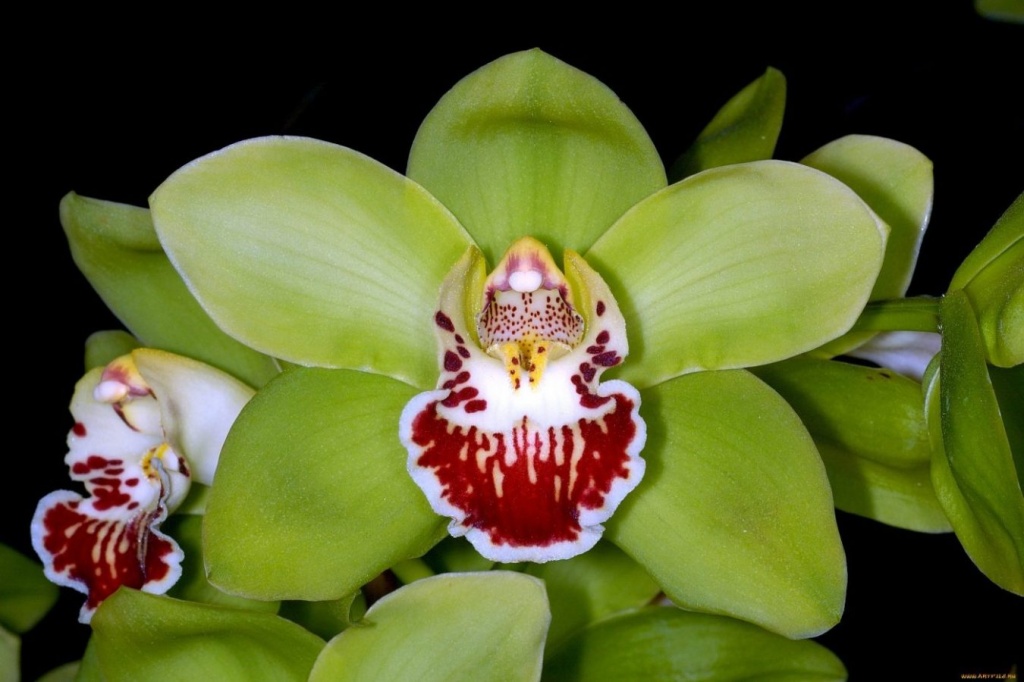 orhideya-shenzhen-nongke-_10-samyh-dorogih-cvetov-v-mire.jpg