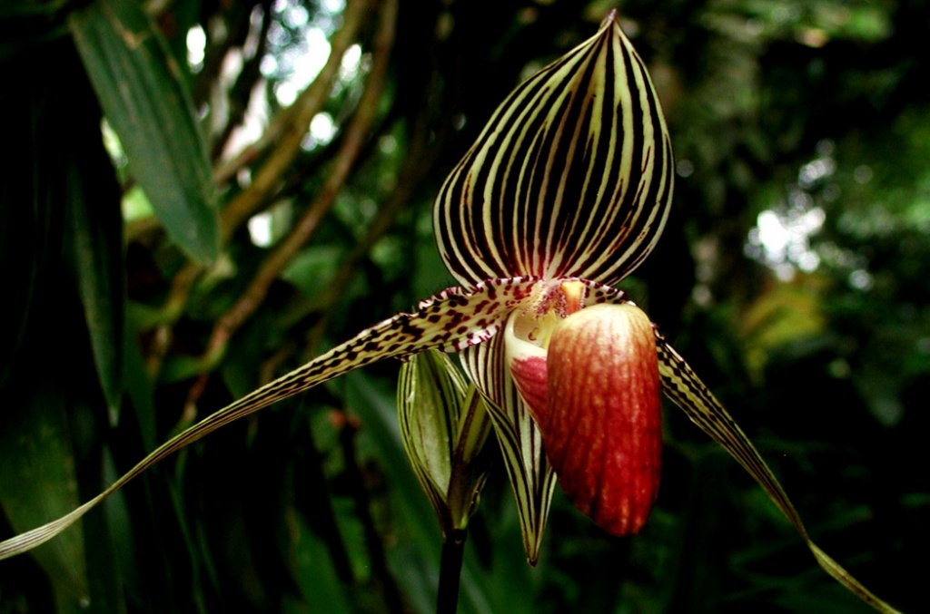 orhideya-zoloto-kinabalu-_10-samyh-dorogih-cvetov-v-mire.jpg